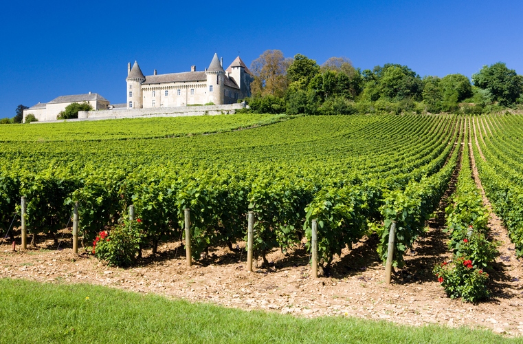 Visites de domaines viticoles